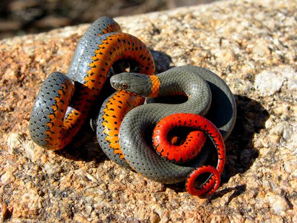 Amazing Colorful Snakes Most Beautiful Venomous Snakes of the World STRANGE+COLORFUL+RING+NECK+SNAKE Amazing Colorful Snakes Most Beautiful Venomous Snakes of the World
