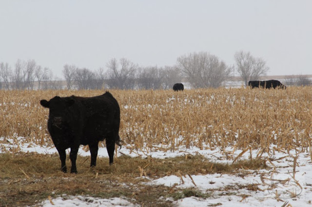 "What are you looking at?" said the cow
