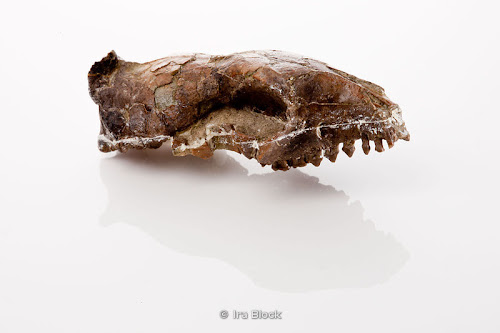 Hyopsodus skull