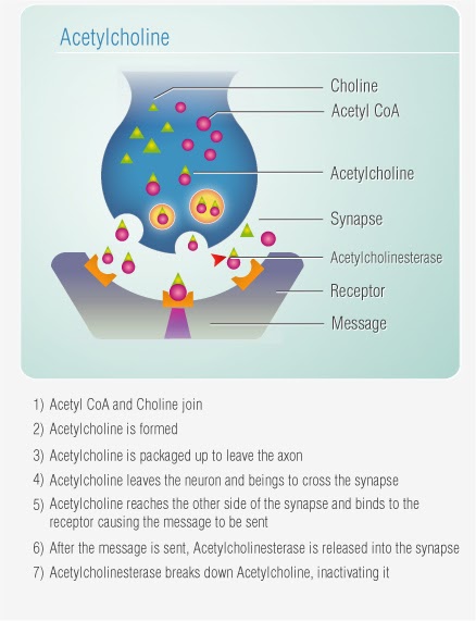 About Acetylcholine |Pharmacology skeletal system diagram breakdown 