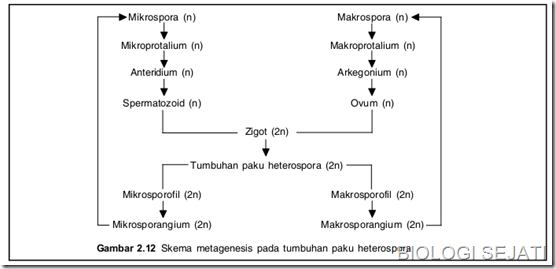 Gambar bagan Metagenesis Tumbuhan Paku Sekolah Gratis
