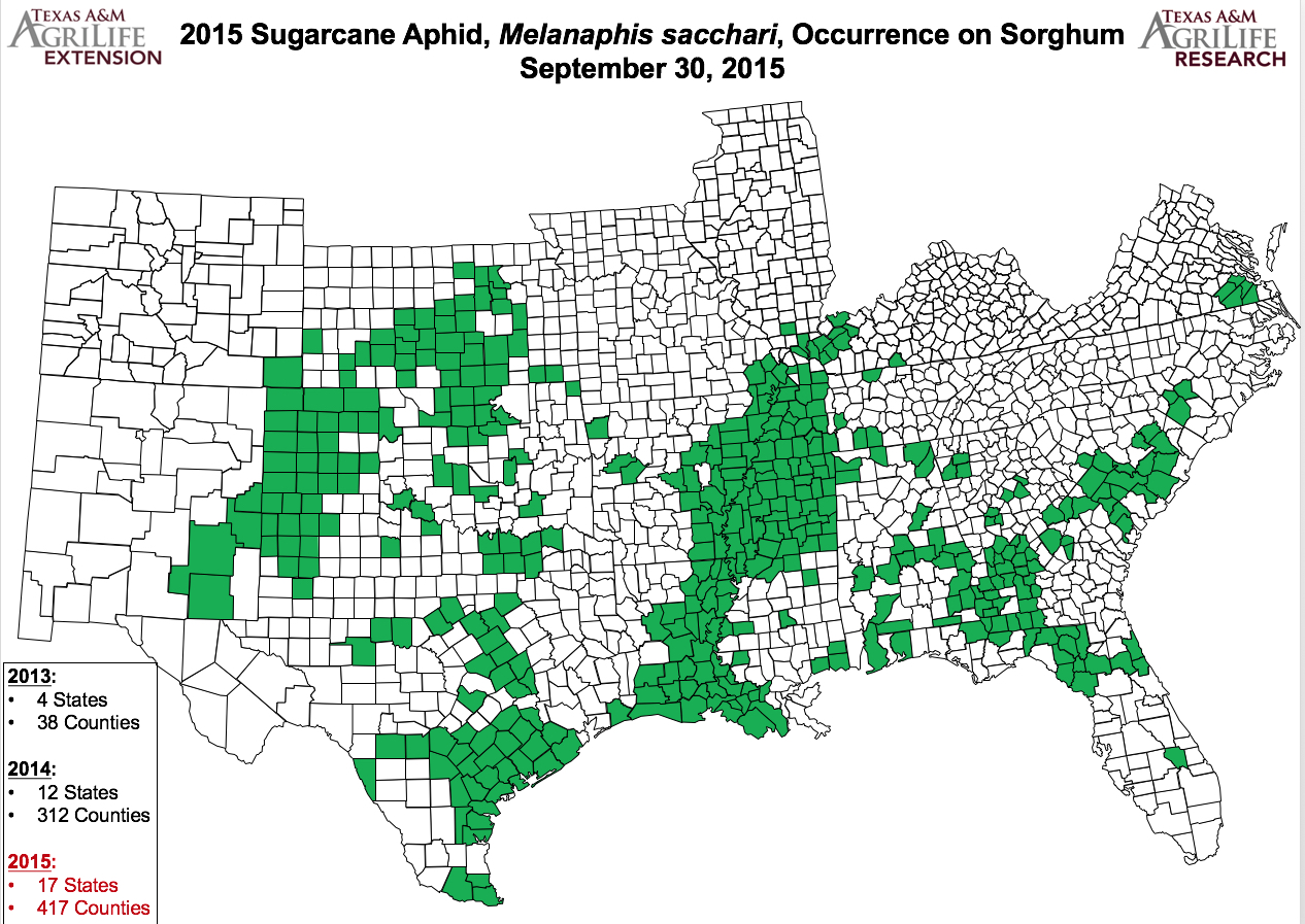 dr robert bowling has released the sept 30th sugarcane aphid distribution maps and these record confirmed sugarcane aphid presence in 17 states dr robert bowling has released the sept 30th sugarcane aphid distribution maps and these record confirmed sugarcane aphid presence in 17 states