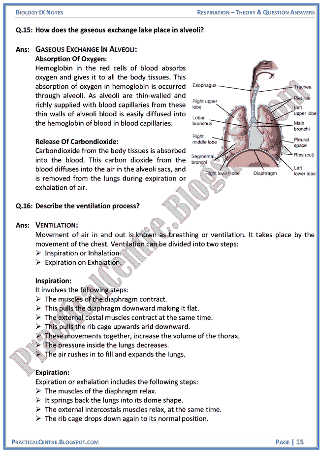respiration-theory-and-question-answers-biology-ix