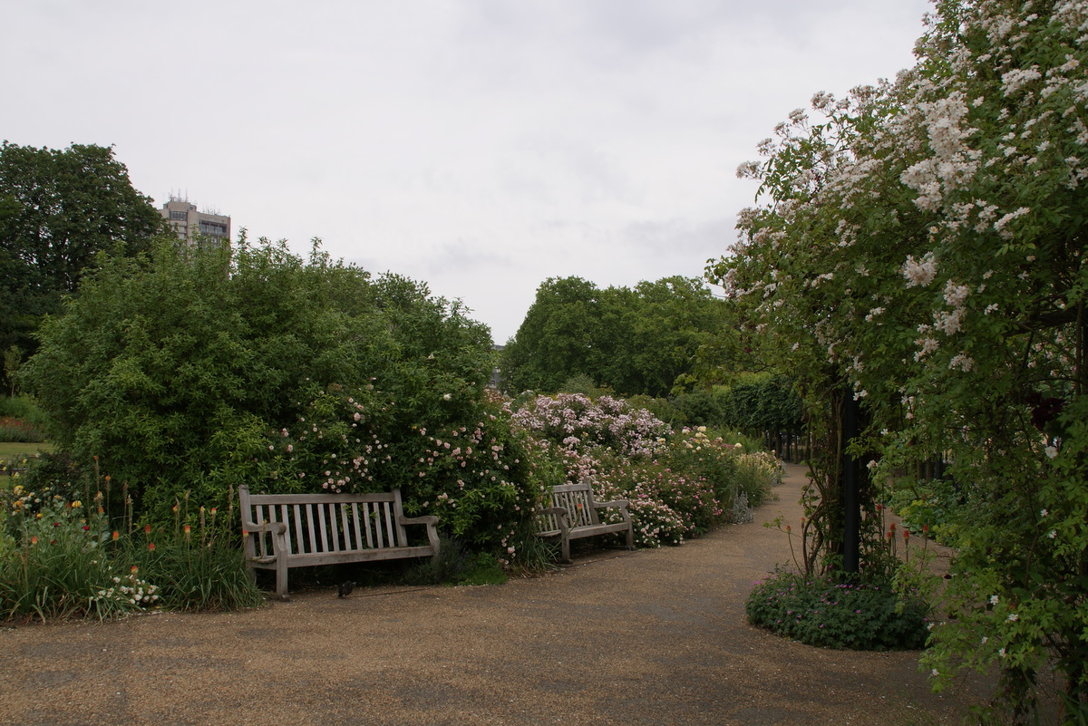 Organic Garden Dreams The Rose Garden in Hyde Park, Part I