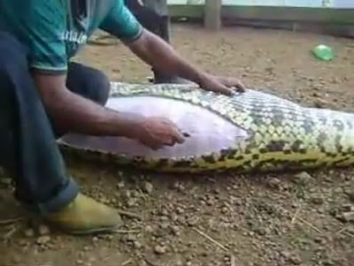 Sucuri que engoliu capivara