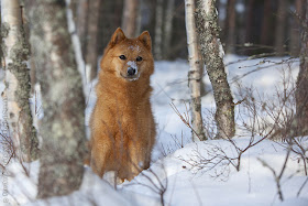 Finnish Spitz Puppy Image