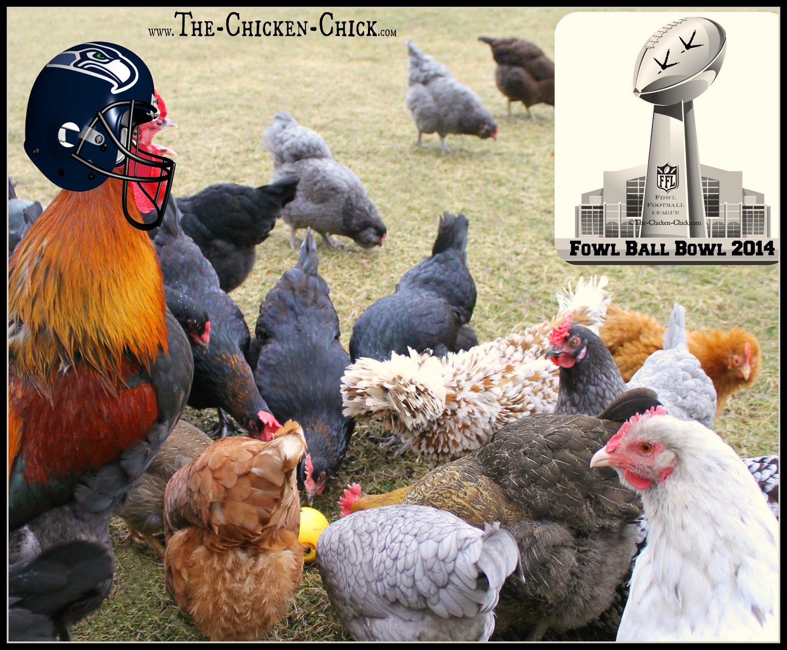 20+ Winter Boredom Busters for Backyard Chickens! The Chicken Chick®