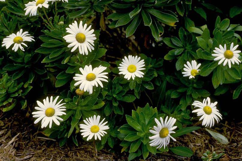 Beechwood Landscape Architecture and Construction Montauk Daisy, Deciduous Perennial of The Day