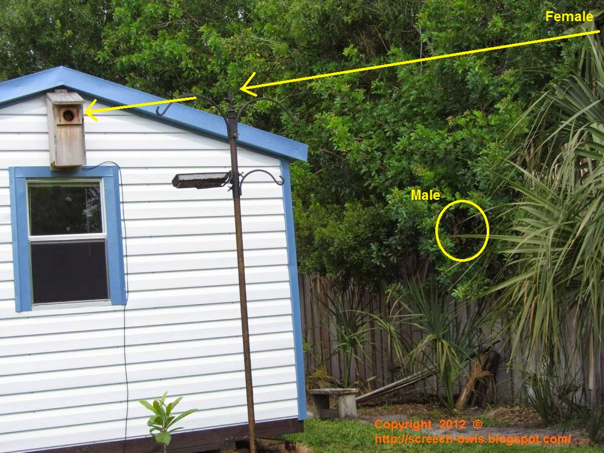 backyard birding and nature transformer screech owls backyard birding and nature transformer screech owls