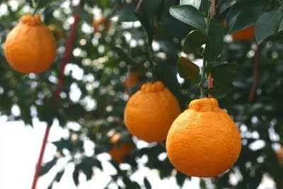 http://4.bp.blogspot.com/-R-5WkvavRFg/T79fNuQRb9I/AAAAAAAAAa0/HMajt7pTehQ/s400/oranges+in+JEju.jpg