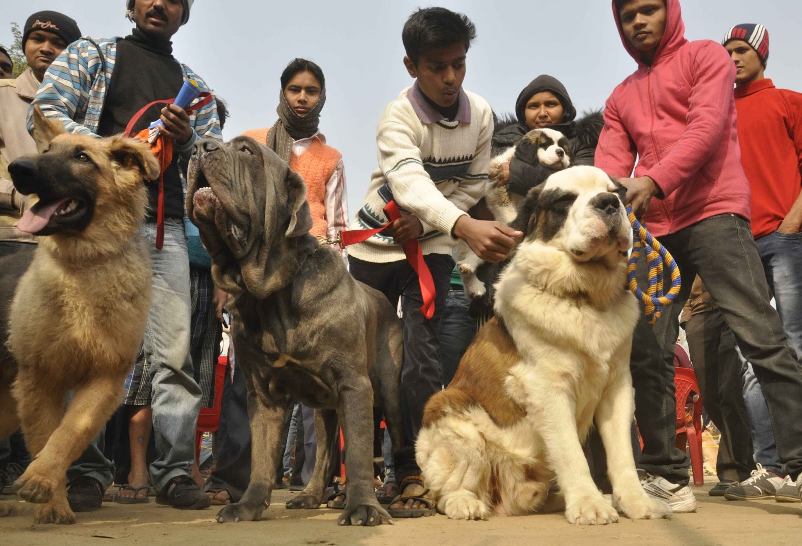 show me types of dogs all breed shows breeds picture show me types of dogs all breed shows breeds picture