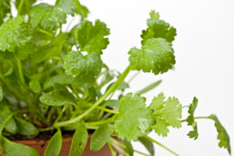 Cultivons la coriandre dans un Pot