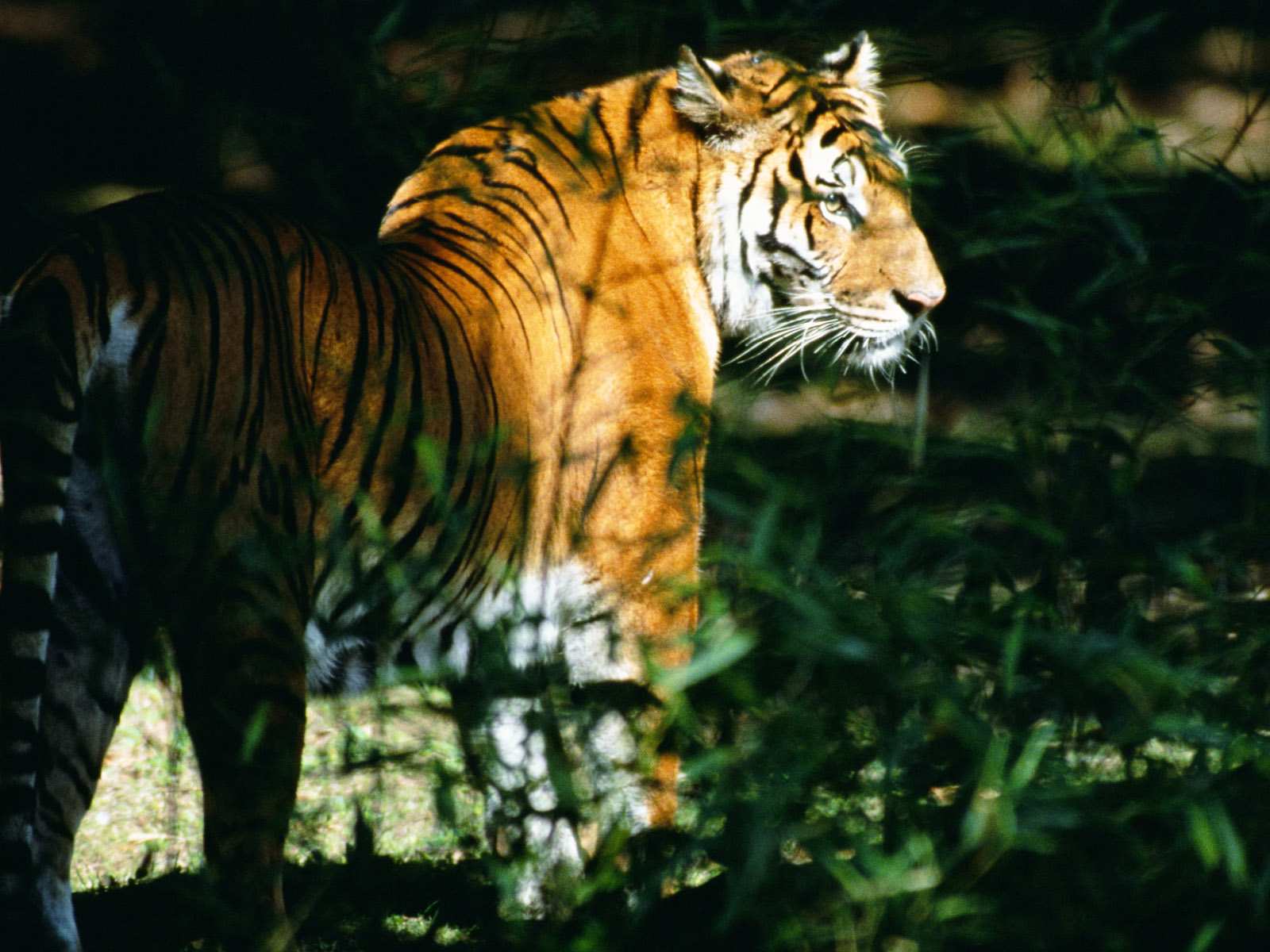 http://4.bp.blogspot.com/-R-GDeGbTLrg/UMBiiaz03LI/AAAAAAAAA7o/mOP86j2j3Eg/s1600/Animals+Wallpapers+(49).jpg