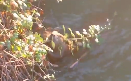 dejta cougars youtube