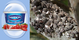 citizens-logo_new+Icon+TOP Berries Over Bugs - Petition Dannon Yogurt To Stop Using Bugs As Red Dye