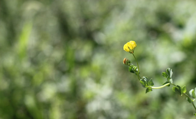 Birds-Foot Trefoil Flowers Birds-Foot Trefoil Flowers