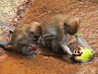 Monkeys - MacRitchie Reservoir Park