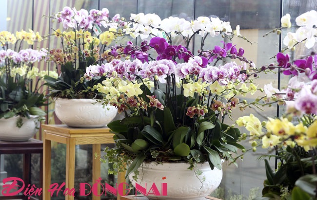 [Image: Hoa-lan-nhap-ngoai-gia-tram-trieu-van-dat-khach-8.jpg]