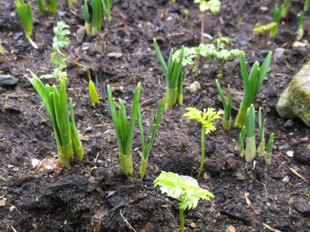 Daffodils poking through the soil