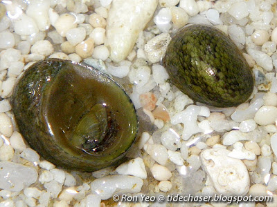 Siquijor Nerite (Neritina siquijorensis) Siquijor Nerite (Neritina siquijorensis)