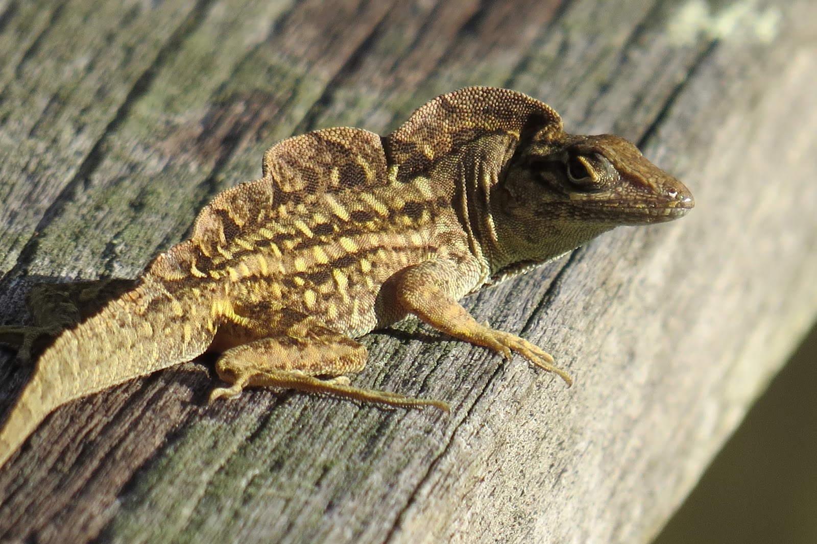 Has anyone seen a lizard like this before? I'm curious what he is, and