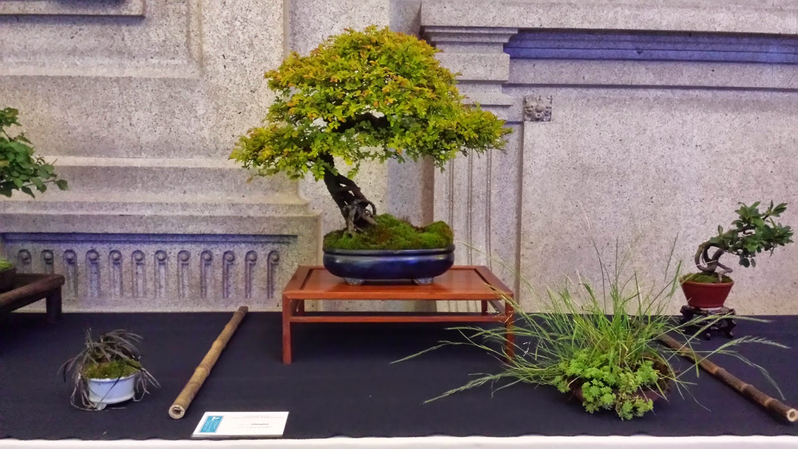 kingii I Congreso internacional de bonsai Cidade de Porto