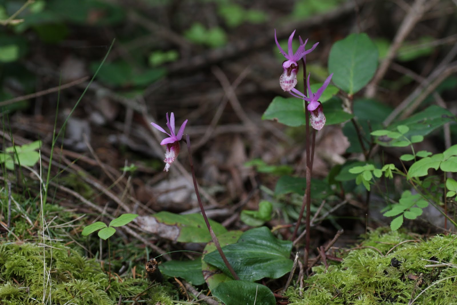 Native Orchids of the Pacific Northwest and the Canadian Rockies May 2011