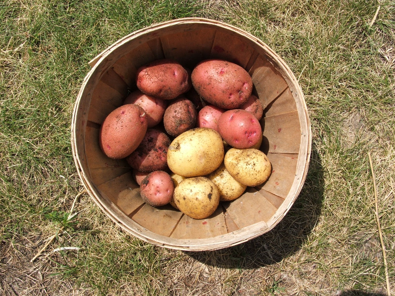 God's Growing Garden Planting Potatoes in a Compost Pile THE RESULTS