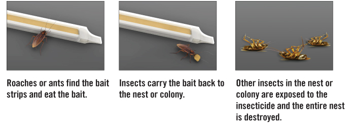 bait combat strips roach ant killing giveaway ness montana crazy living