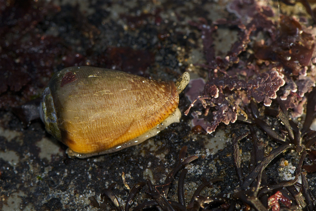 Real Monstrosities Cone Snail