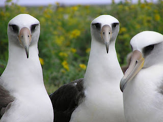 Albatross Bird Animal Pictures