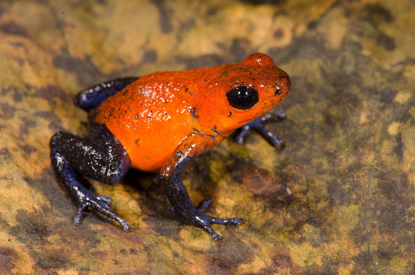 Connecticut Audubon Society Young Researchers Explore Costa Rican
