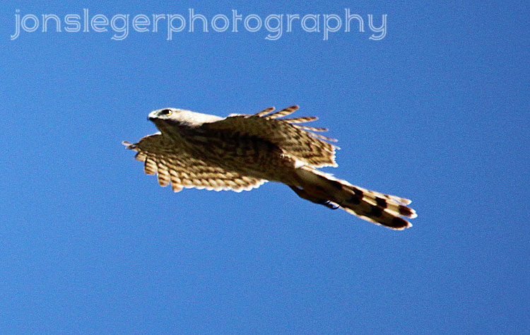 Gray Goshawk