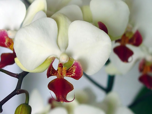  orchid poem teresita 