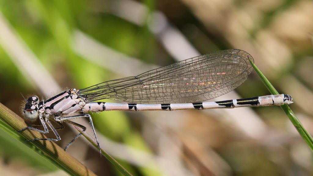 species of uk week 62 common blue damselfly enallagma cyathigerum