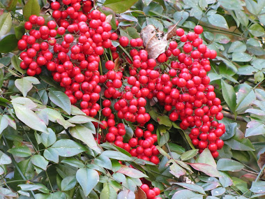 Cluster of Red Berries