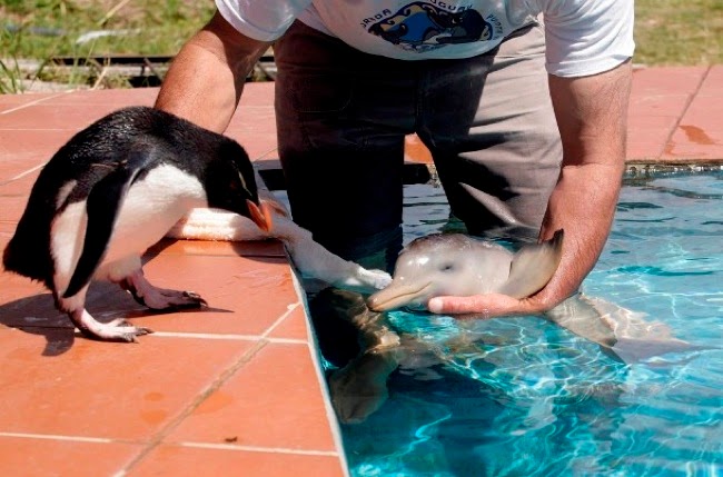 #20. A penguin observes as Richard Tesore of Rescate Fauna Marina nurtures a baby river dolphin. - 24 Happy Animal Photos Made Possible By The People Who Saved Them. #20. A penguin observes as Richard Tesore of Rescate Fauna Marina nurtures a baby river dolphin. - 24 Happy Animal Photos Made Possible By The People Who Saved Them.