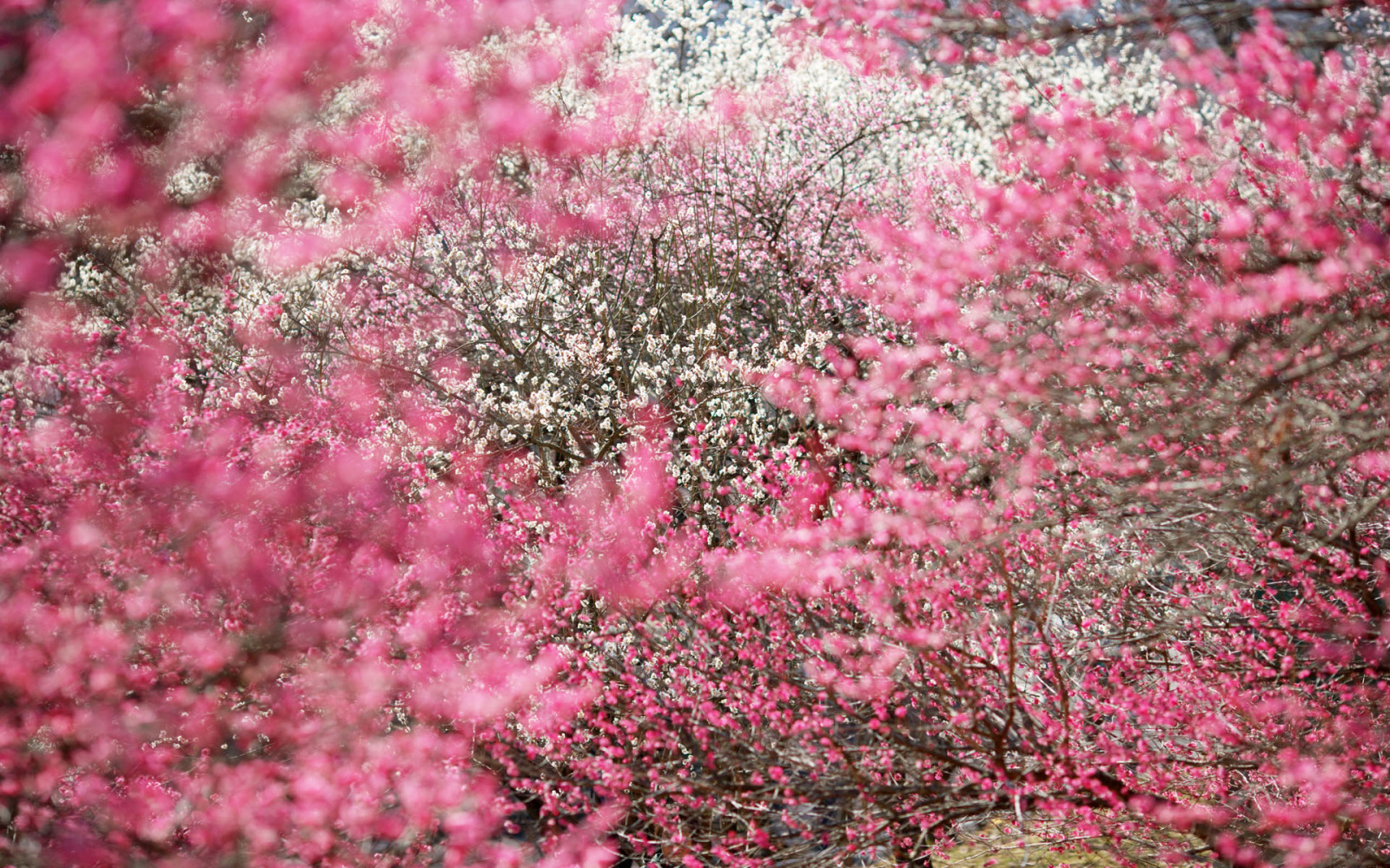 http://4.bp.blogspot.com/-R17IdvQA03w/UJmZB4RhbsI/AAAAAAAADp0/6bcz2C8IhYE/s1600/Bonitas+ramas+de+arboles+llenos+de+flores+rosadas.jpg