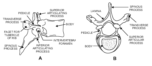 Everyday E(B)M: Consultant Teachings No. 2: Thoracolumbar Spinal