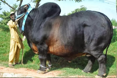qurbani animal cow images 