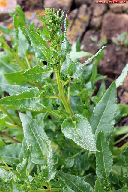 Bette maritime (beta vulgaris sous-espèce maritima).