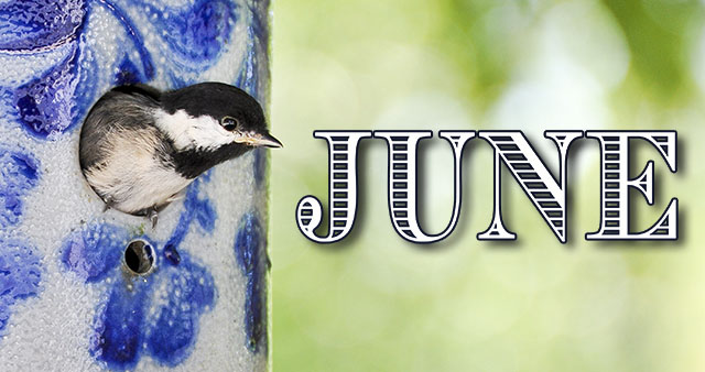 cottage days and journeys june 2011 company header examples