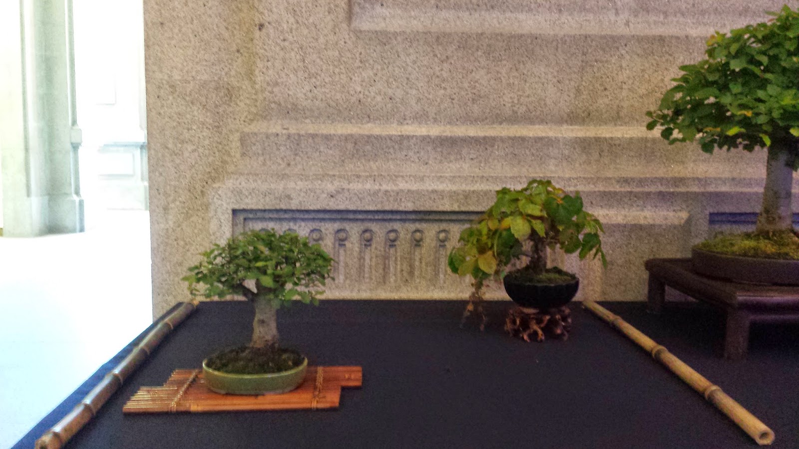 kingii I Congreso internacional de bonsai Cidade de Porto