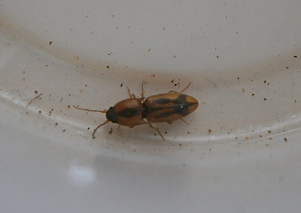 Aeolus%25232.JPG