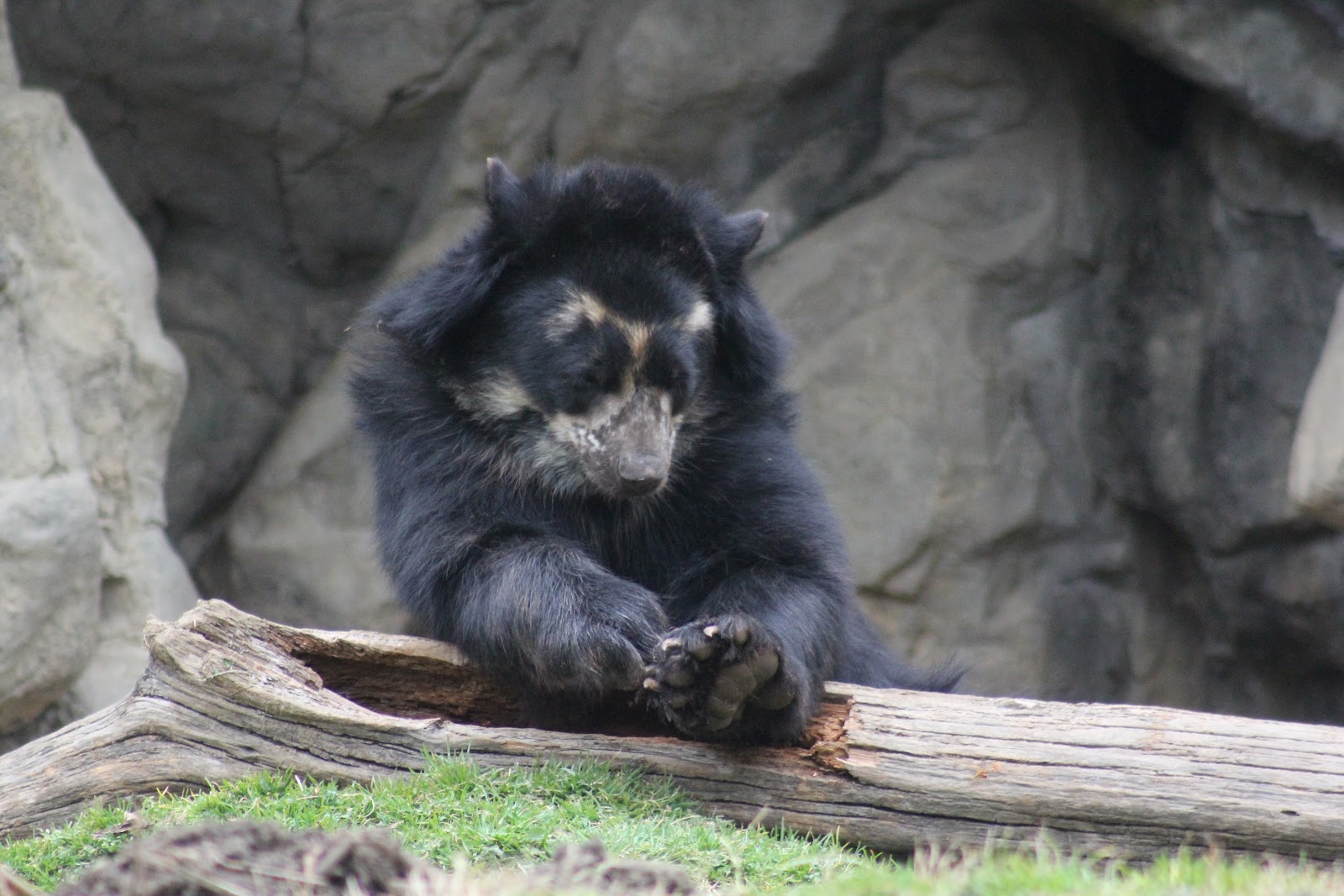 Love, Joy and Peas Bear Claw Cleaning