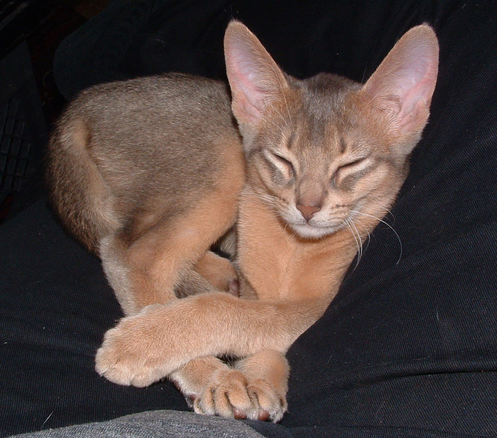 http://4.bp.blogspot.com/-R2wbEABRkkU/Tx74SPdlfEI/AAAAAAAAFOY/_XxOQZjqGJY/s1600/Abyssinian+Cat+Breed++%252831%2529.jpg