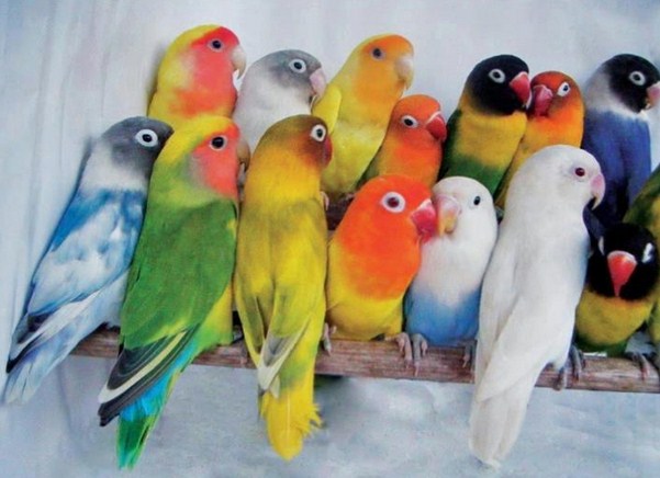Jenis Warna Burung Love Bird Yang Bagus Kicau Mania