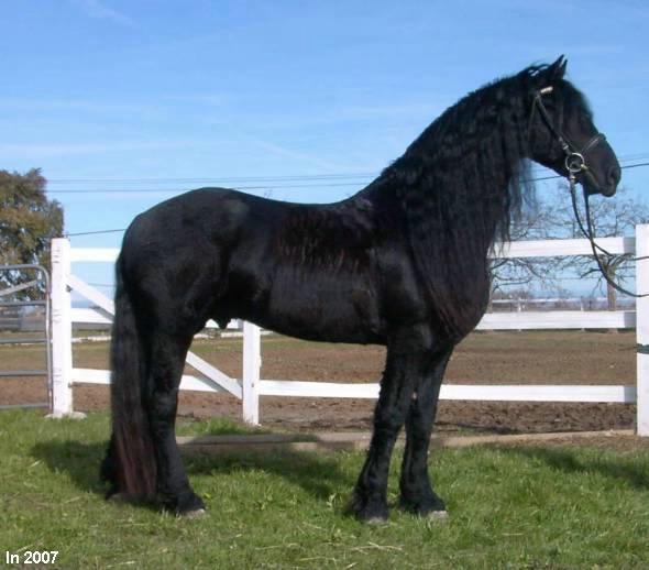 Vrste Konja
