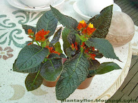 Chrysothemis pulchella
