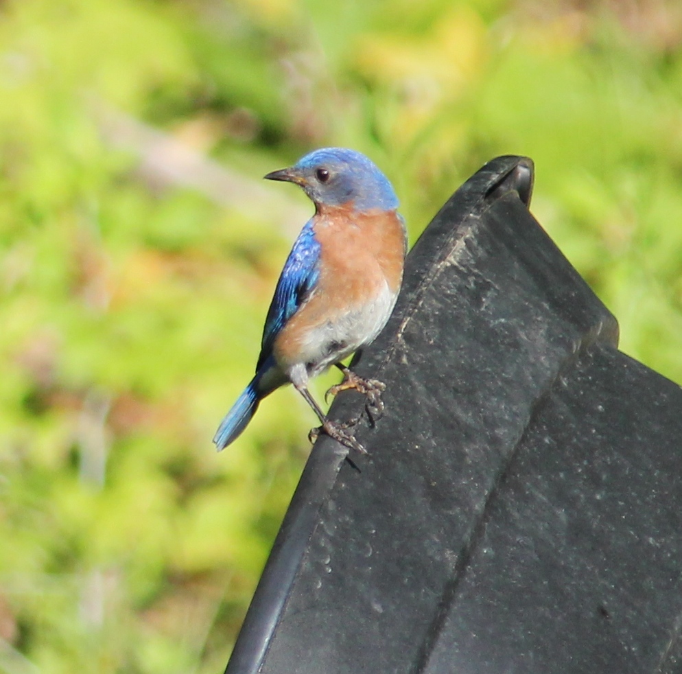 Eastern Bluebird